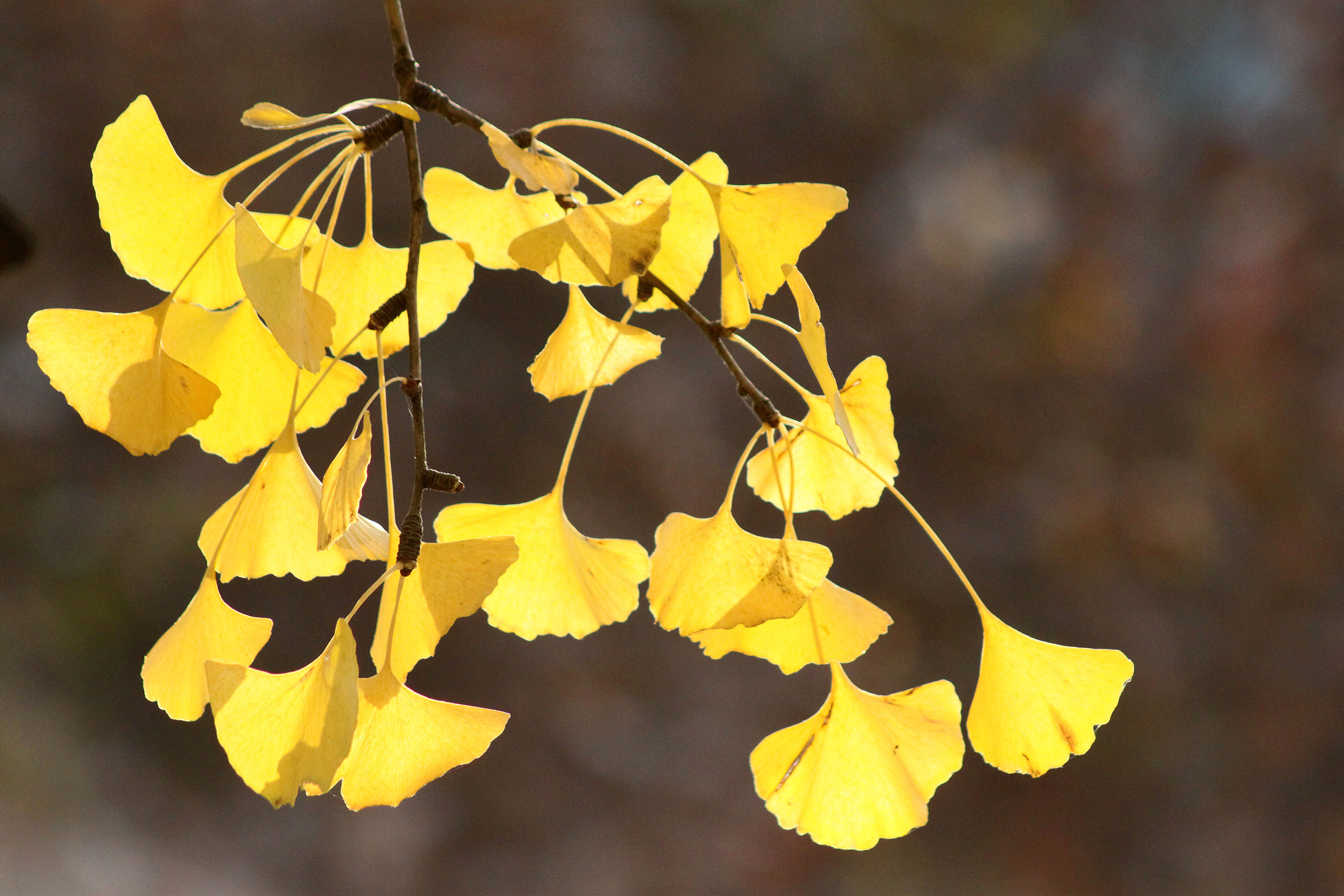 图集:当你看见这种树叶泛黄时,那就是秋天真的来了