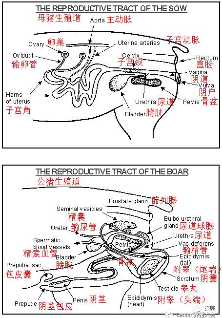 猪的消化系统的解剖和各部分相关的疾病问题 图1.猪舍的钢架结构 图2.