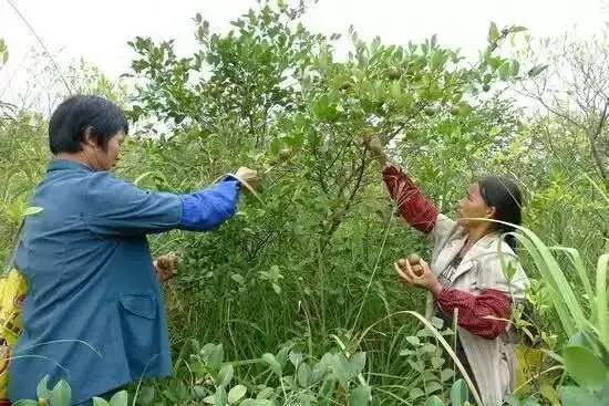 木梓树又叫茶油树 属于茶科,常绿的小乔木 因为它结的果实可以榨油