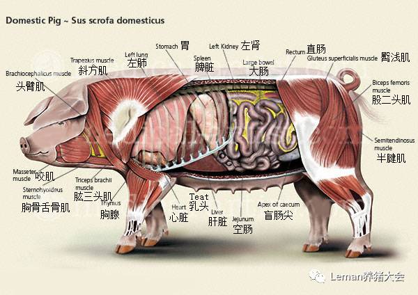 图3.小猪的解剖结构