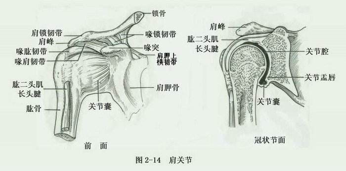 奇异果体育运动的十大作用(图3)