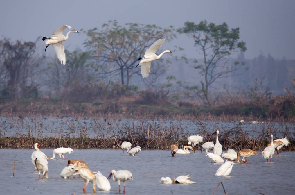 旅游 正文 而鄱阳湖珍禽世界生态主题乐园项目 位于海昏侯国遗址公园