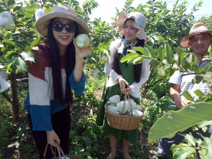 拍摄现场,果园负责人余敏区向美女模特讲解甘坡石榴的特点,并教她怎么