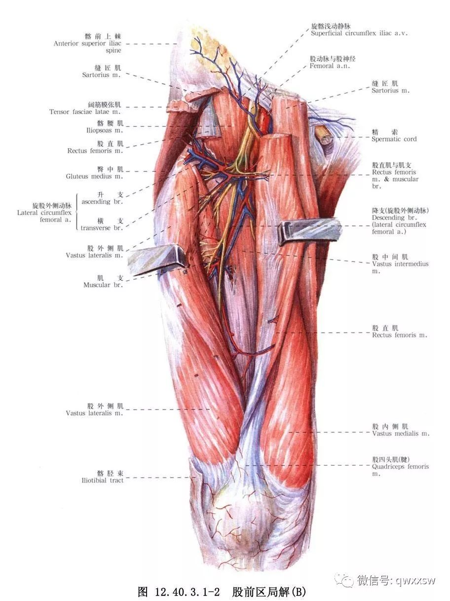 股直肌:为股四头肌的中部肌束,位于大腿前面皮下,股中间肌的前面,为