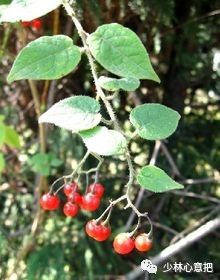 白英(白毛藤,白草,毛千里光,毛风藤,排风藤,毛秀才,葫芦草,金线绿毛龟