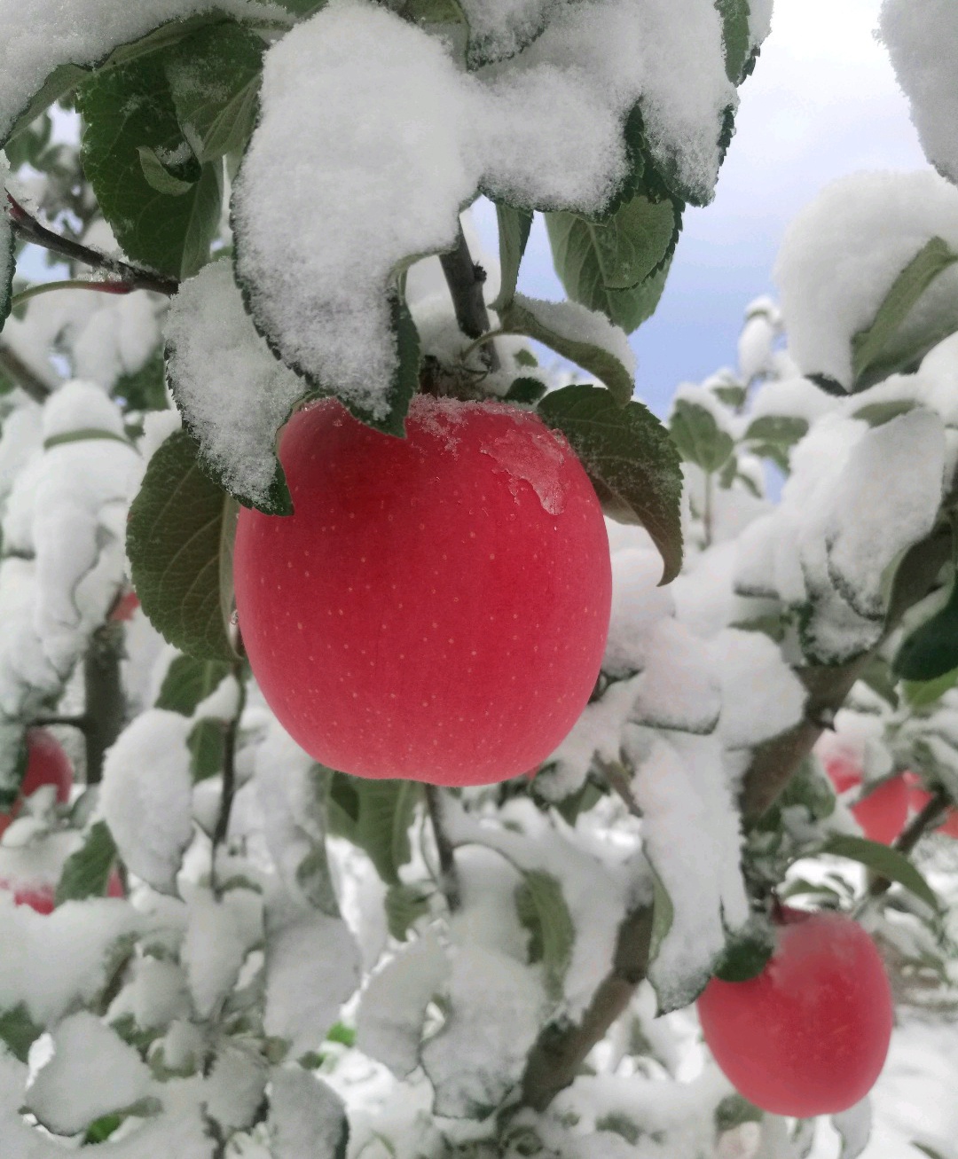 白雪覆盖的果园,今年的甘肃苹果更加诱人了