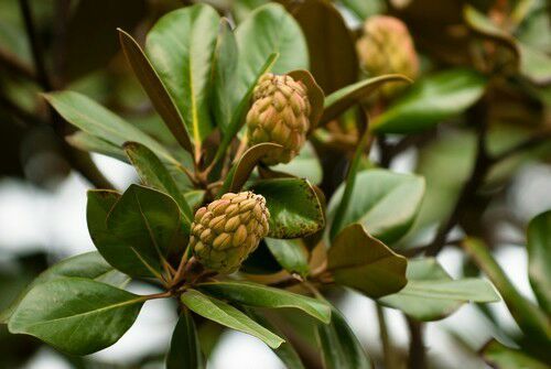 【雕虫•小记】植物学高分秘籍—果实篇