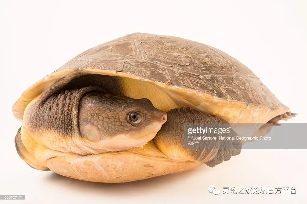 布氏癞颈龟南新几内亚盔甲龟
