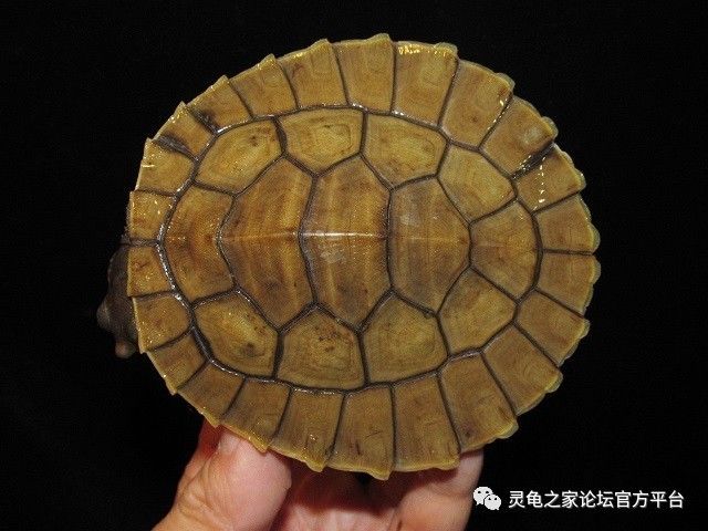 宠物 正文  布氏癞颈龟背甲通常为均匀的黑色或棕色,腹甲奶油色或黄色