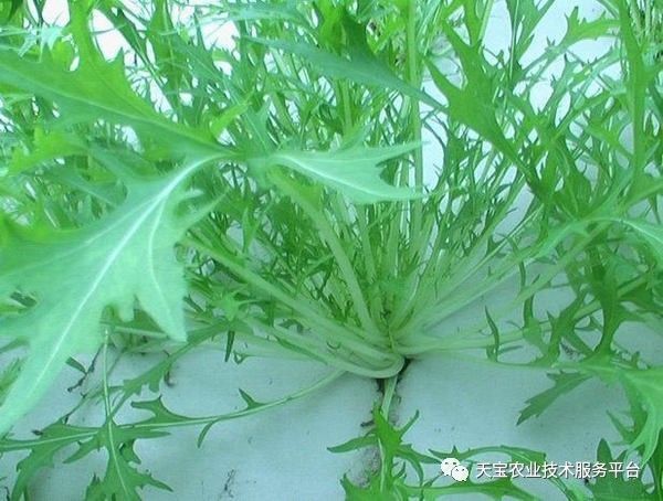 致富经：如何种植特种蔬菜年入千万？