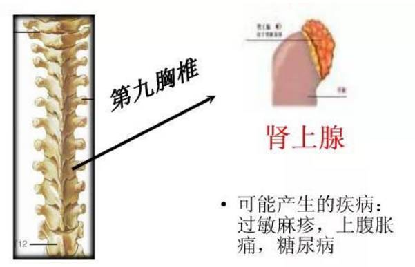 膝胸卧位原理是什么意思_膝卧位是什么姿势图片(2)