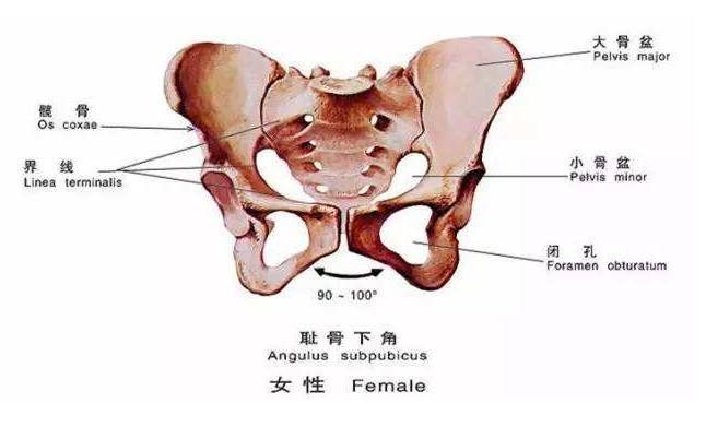 尿失禁,腰痛,骶骨痛,胯骨宽,其实这些都是因为产后耻骨联合分离,盆底