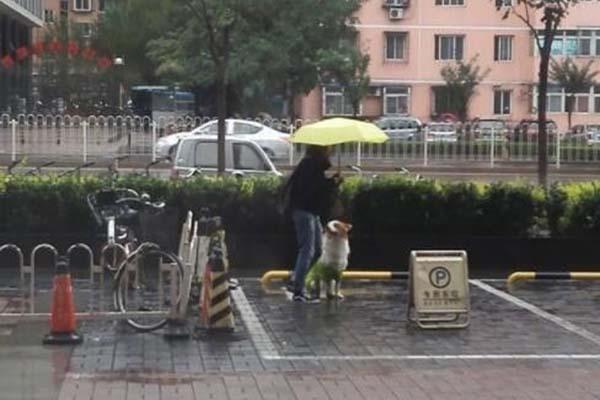 小姐姐雨天打伞和狗狗站在雨中,网友:遛狗太拼,问后却感动落泪