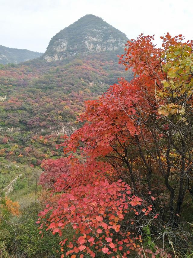 金秋时节赏红叶山西平定县红岩岭漫山遍野色如烈焰