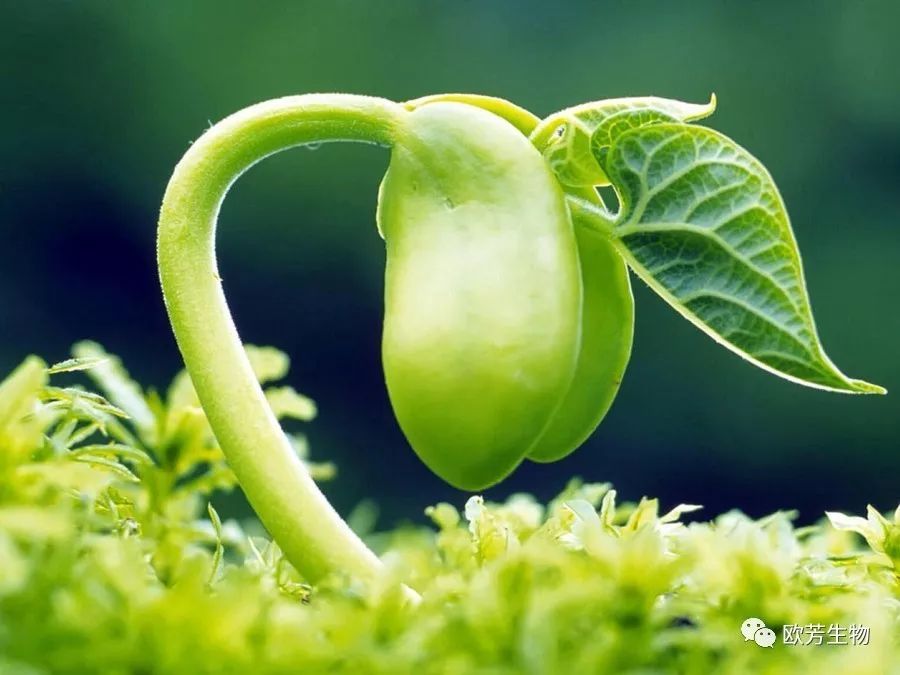 自主健康护理-植物知道生命的答案