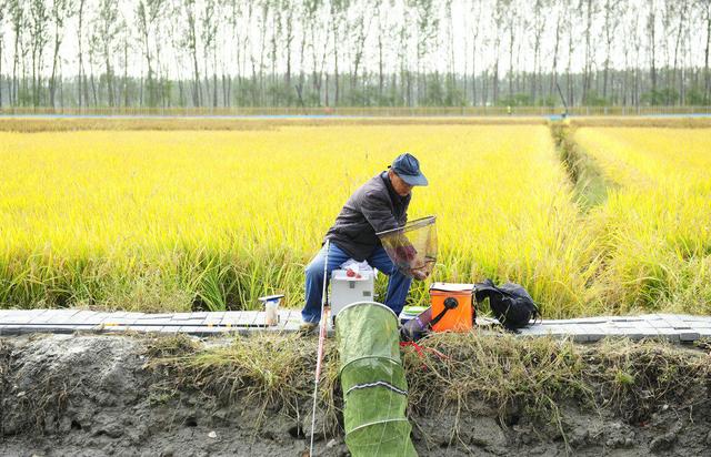 30万亩稻田全养蟹 此地螃蟹有多好吃,有阳澄湖蟹苗