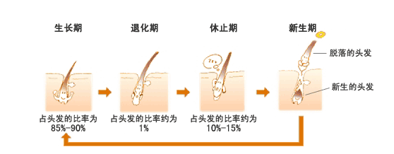 对抗脱发还是要先来了解一下我们毛发的生长历程.