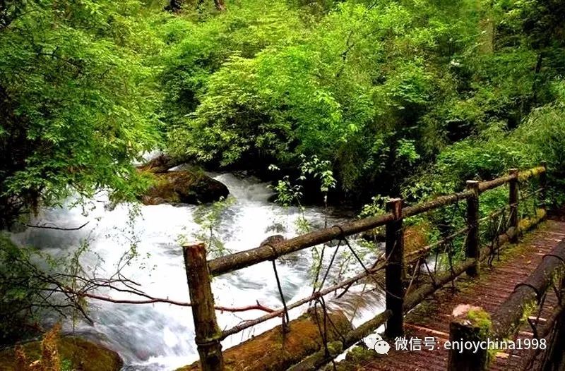 卧龙特别行政区邓生沟原始森林里面一直有一条旧时的茶马古道,以前