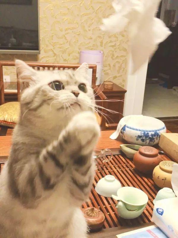 我问养的猫:"你是不是人变的?"它竟点头答是!