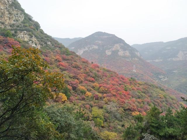 金秋时节赏红叶山西平定县红岩岭漫山遍野色如烈焰