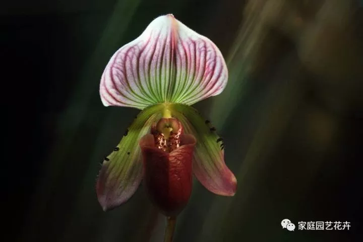 园艺界的"香港小姐—紫纹兜兰