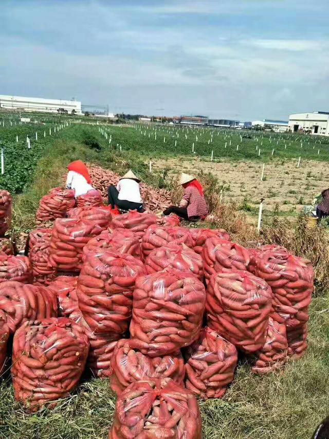 沙地种植,香甜粉糯——六鳌红蜜薯带来的味觉盛宴