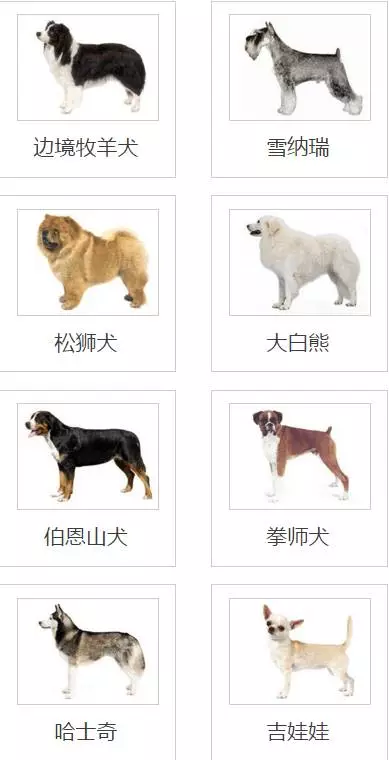 犬类智商排名_犬类品种大全图片