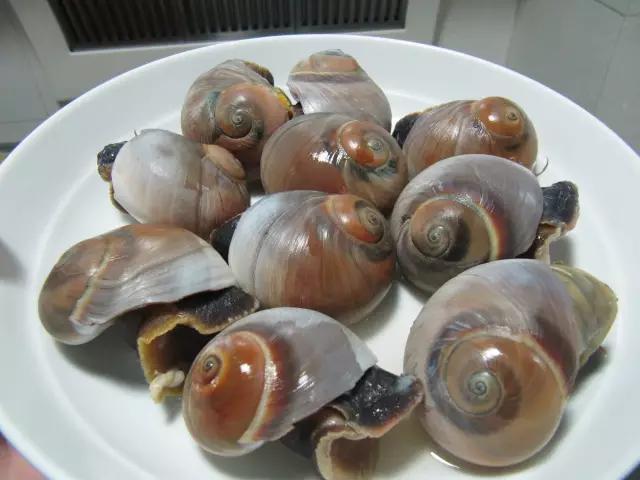 斗门各大市场常见的海螺!而水煮海螺蘸料怎么做好吃?