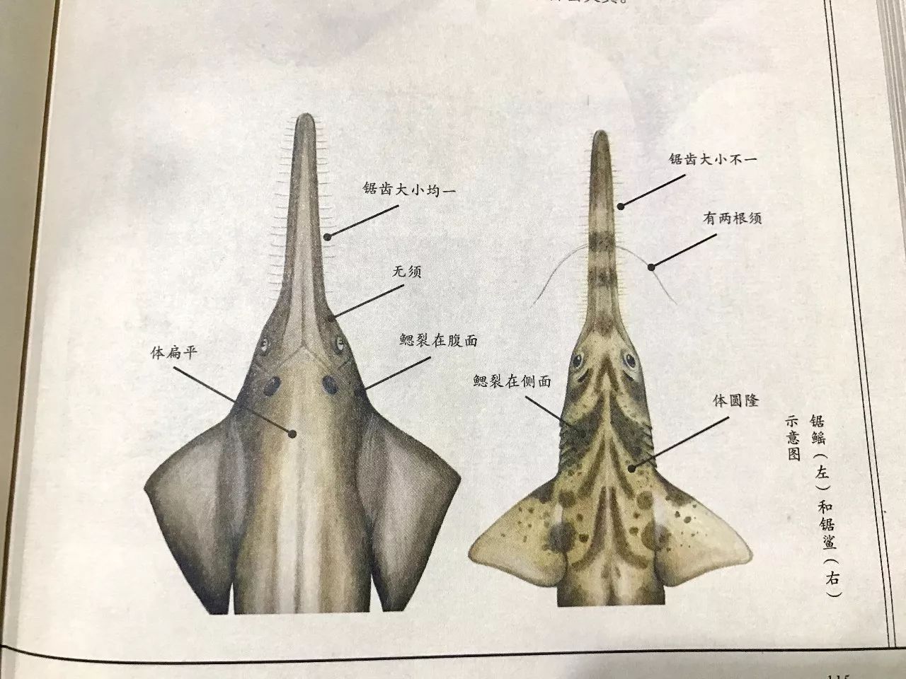 再揭秘最奇葩皇家画谱博物小亮的海错图笔记贰来了