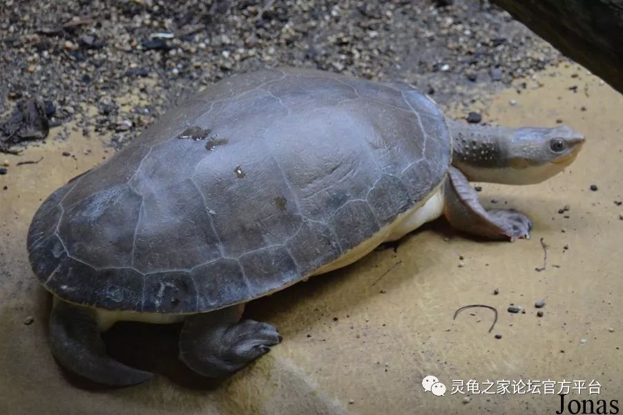 布氏癞颈龟 南新几内亚盔甲龟