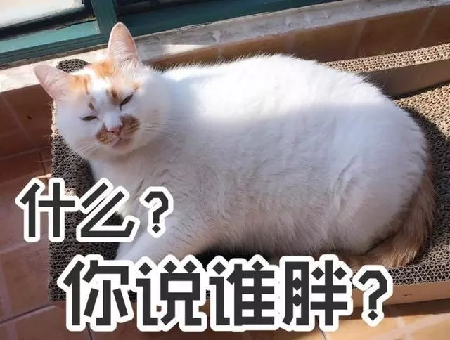 网红猫楼楼