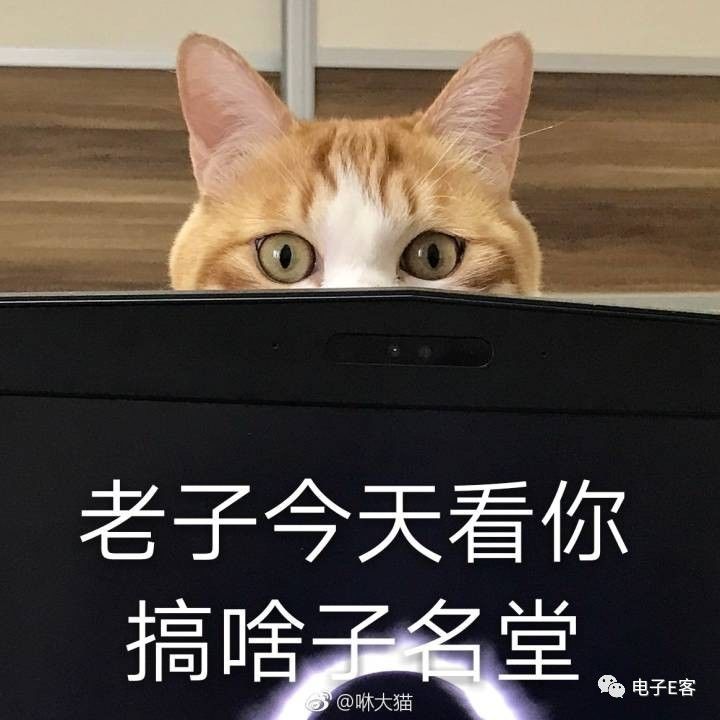 《这头猪真的笑抽我了》猪撞树上了,你撞猪上了