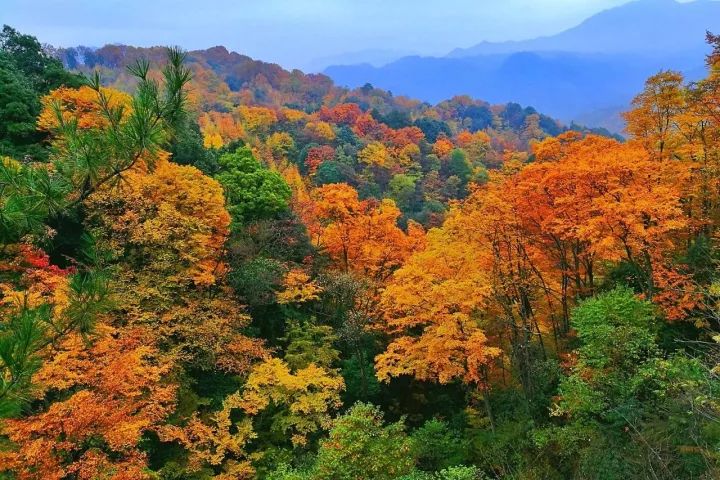 秦巴秋韵 光雾山—秦巴秋色的高潮