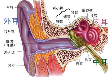 耳硬化症;内耳的梅尼埃病,突发性耳聋,噪声性聋,听神经瘤等导致耳鸣