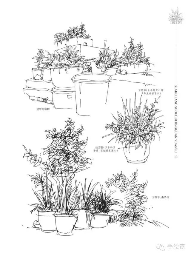 揭秘最好用的植物表现手法与步骤!