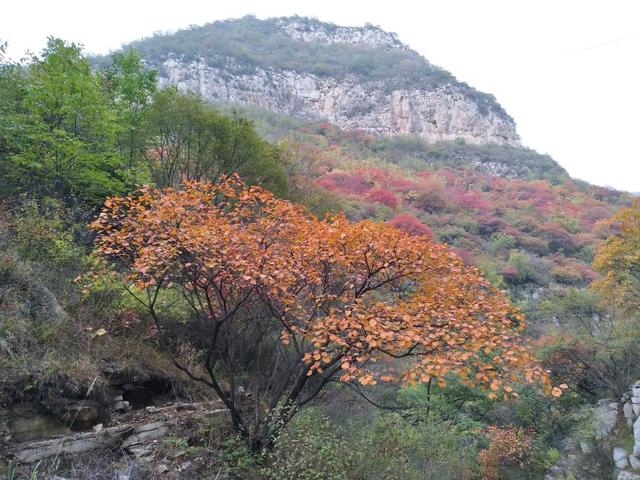 金秋时节赏红叶山西平定县红岩岭漫山遍野色如烈焰