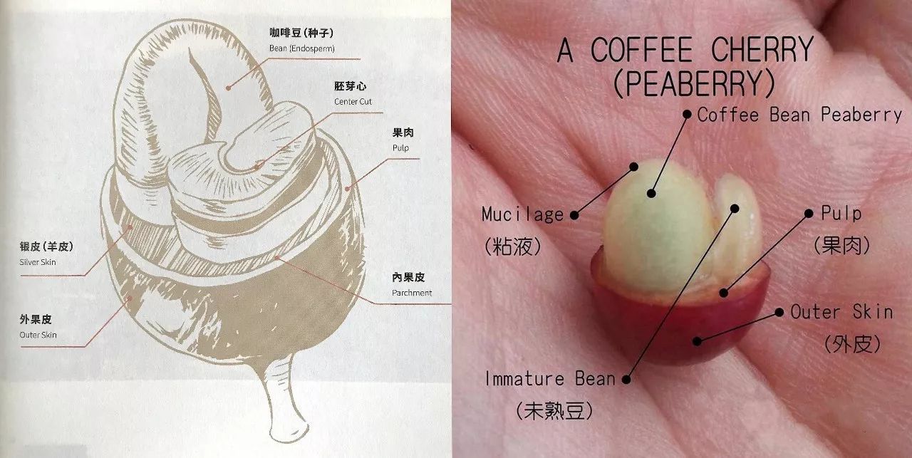 咖啡樱桃的解剖图 每颗咖啡樱桃里都包裹着两颗椭圆形半球状的咖啡