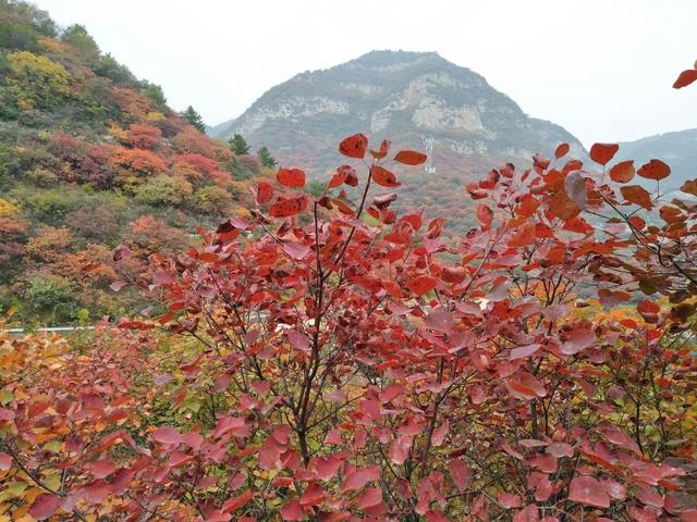 金秋时节赏红叶山西平定县红岩岭漫山遍野色如烈焰