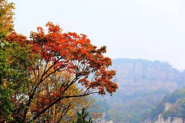 历山风景区位于沁水县城西南部,是国家4a级景区,1