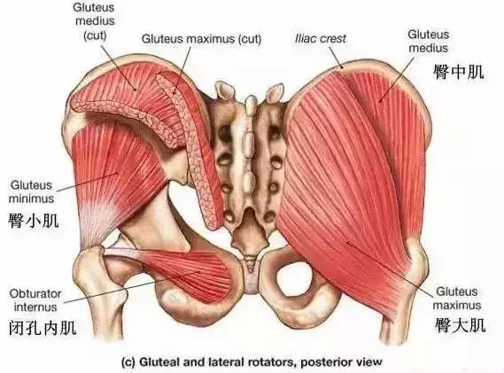 如图所示,臀肌薄弱会导致肌肉力量失衡,造成骨盆前倾;反过来,骨盆