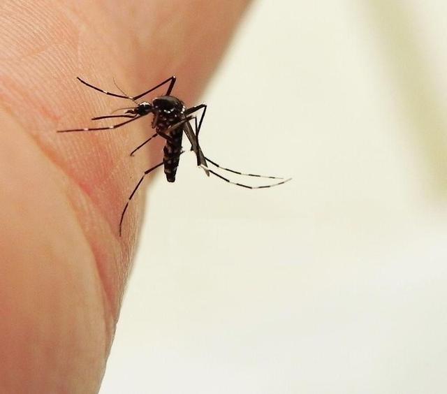 这种蚊子是二战以后最严重的医学昆虫事件,许多国家拿它没有办法