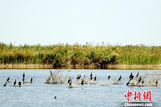 新疆艾比湖湿地迎迁徒候鸟