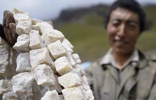 旅游 正文 牦牛奶奶酪—奶渣 奶渣是藏族的传统食物.