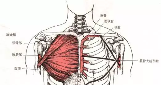 胸大肌位置示意图