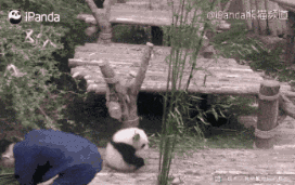 为什么熊猫受欢迎