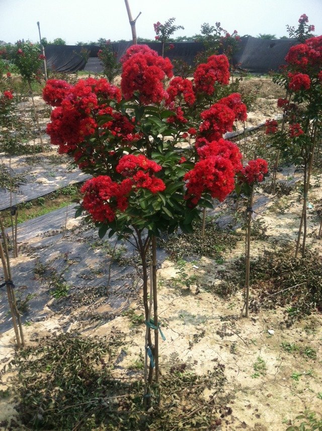 信阳地区的国旗红乔木天鹅绒日本紫薇