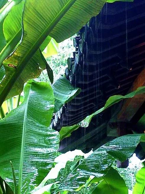 "梦想中的庭院窗前定有几株芭蕉想象细雨滴落在它宽大的叶上会听出