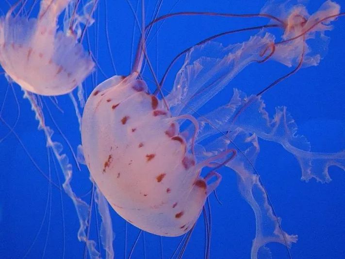 原来海绵宝宝和海底总动员的主角在现实生活中长这样