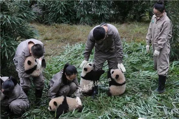 为什么熊猫受欢迎