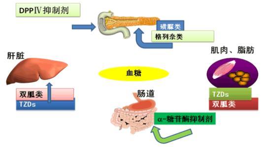 口服降糖药的作用特点及注意事项